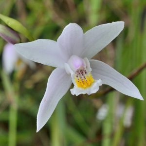 Bletilla formosana, Taiwan Ground Orchid, Hardy Orchid, Lavender flowers, Purple flowers, perennials for shade