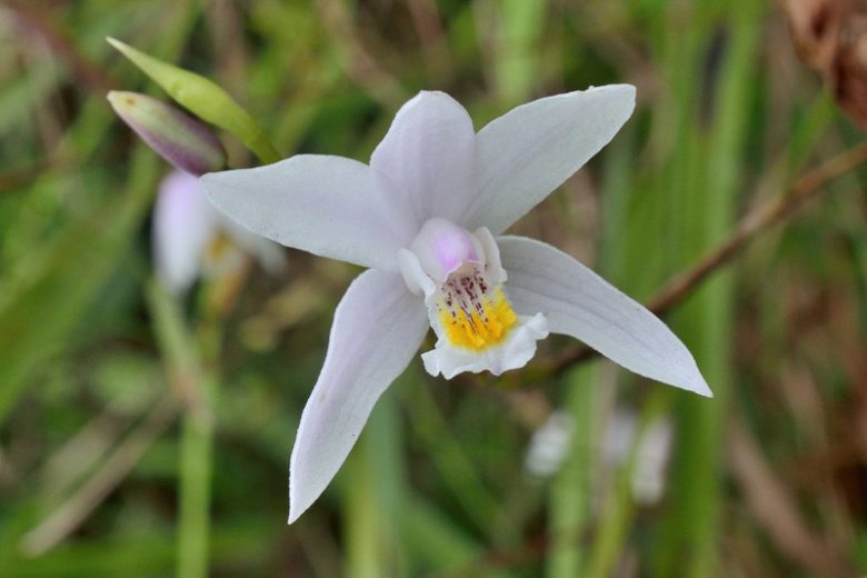 Bletilla formosana, Taiwan Ground Orchid, Hardy Orchid, Lavender flowers, Purple flowers, perennials for shade