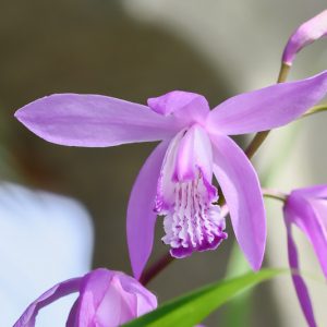 Bletilla striata Big Bob,Hardy Orchid Big Bob, Chinese Ground Orchid Big Bob, Hyacinth Orchid Big Bob, Lavender flowers, Purple flowers, perennials for shade, Bletilla hyacinthina Big Bob