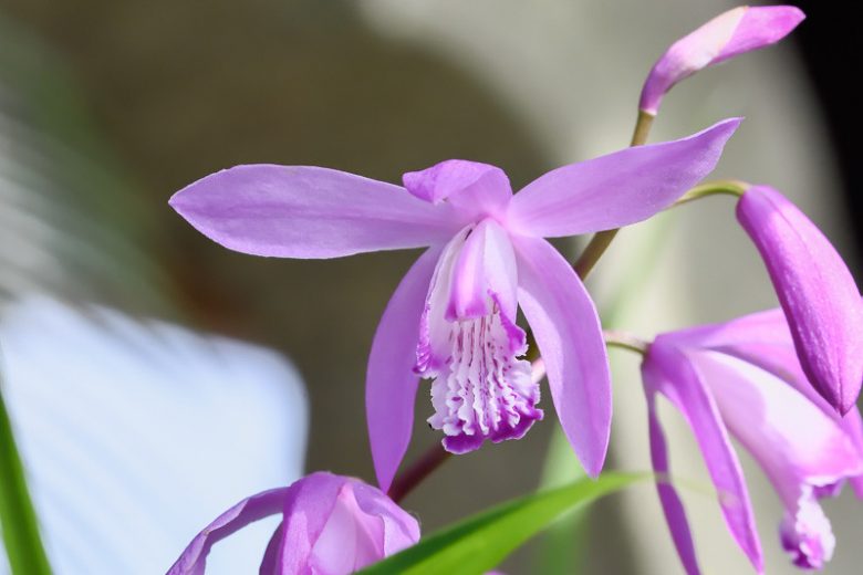 Bletilla striata Big Bob,Hardy Orchid Big Bob, Chinese Ground Orchid Big Bob, Hyacinth Orchid Big Bob, Lavender flowers, Purple flowers, perennials for shade, Bletilla hyacinthina Big Bob