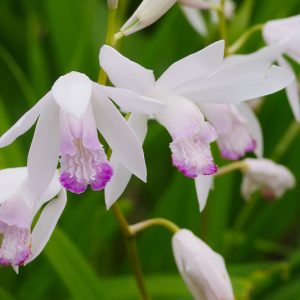 Bletilla striata Kuchibeni,Hardy Orchid Kuchibeni, Chinese Ground Orchid Kuchibeni, Hyacinth Orchid Kuchibeni, Lavender flowers, Purple flowers, perennials for shade, Bletilla hyacinthina Kuchibeni