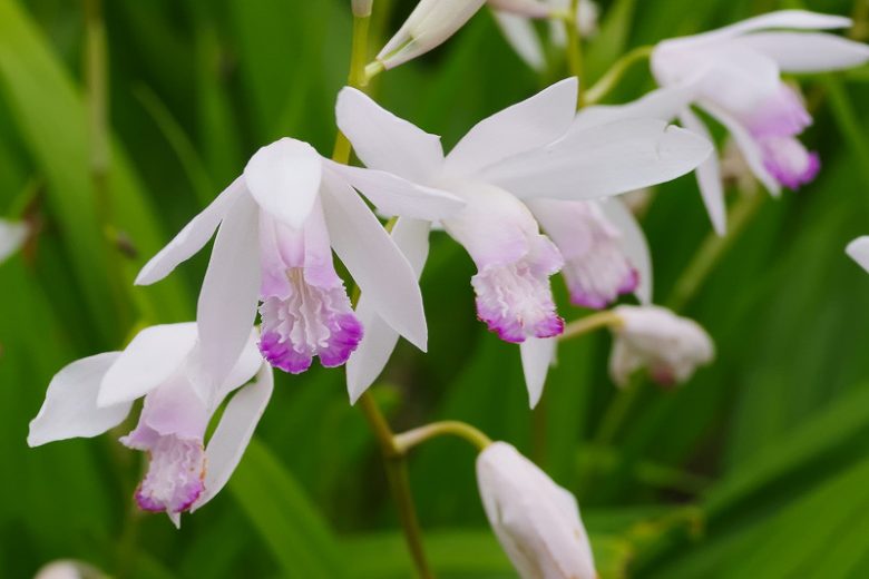 Bletilla striata Kuchibeni,Hardy Orchid Kuchibeni, Chinese Ground Orchid Kuchibeni, Hyacinth Orchid Kuchibeni, Lavender flowers, Purple flowers, perennials for shade, Bletilla hyacinthina Kuchibeni