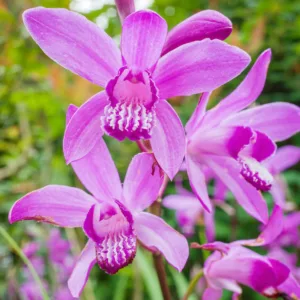 Bletilla striata Shi-Ran,Hardy Orchid Shi-Ran, Chinese Ground Orchid Shi-Ran, Hyacinth Orchid Shi-Ran, Lavender flowers, Purple flowers, perennials for shade, Bletilla hyacinthina Shi-Ran