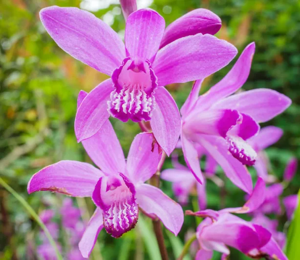 Bletilla striata Shi-Ran,Hardy Orchid Shi-Ran, Chinese Ground Orchid Shi-Ran, Hyacinth Orchid Shi-Ran, Lavender flowers, Purple flowers, perennials for shade, Bletilla hyacinthina Shi-Ran