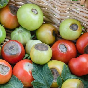Blossom-End Rot,  Identify Blossom-End Rot, Prevent Blossom-End Rot, Treat Blossom-End Rot
