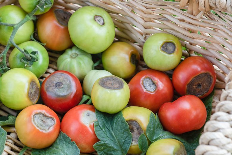 Blossom-End Rot,  Identify Blossom-End Rot, Prevent Blossom-End Rot, Treat Blossom-End Rot