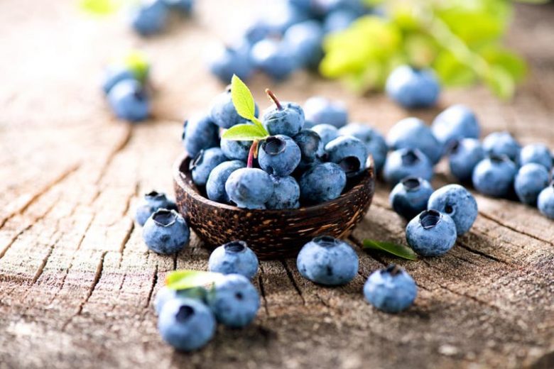 Blueberries, Vaccinium, Vaccinium corymbosum (Highbush Blueberry), Vaccinium angustifolium (Lowbush Blueberry), Vaccinium ashei (Rabbiteye Blueberry), Vaccinium macrocarpon (Cranberry), Blueberries, Northern highbush blueberries, Southern highbush blueberries