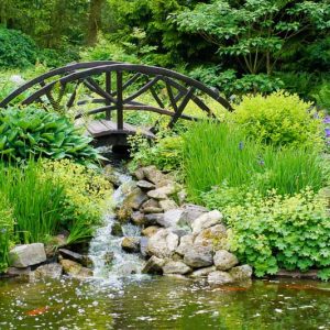 Bog Garden Plants, Bog Plants, Bog Perennials, Bog Shrubs, Bog Grasses, Carnivorous Plants, Marginal Aquatic Plants, Emergent Plants
