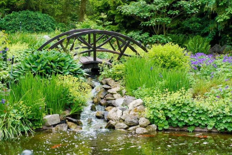 Bog Garden Plants, Bog Plants, Bog Perennials, Bog Shrubs, Bog Grasses, Carnivorous Plants, Marginal Aquatic Plants, Emergent Plants