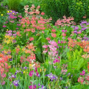 Bog Garden Plants, Bog Plants, Bog Perennials, Japanese Irises, Siberian Irises, Water Irises, Primroses, Astilbes, Leopard Plants, Monkey Flowers