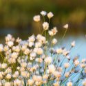 Bog Garden Plants, Bog Plants, Bog Grasses, Sweet Flag, Bushy Bluestem, Blue-Joint Grass, Sedges, Papyrus, Horsetail, Rushes, Ribbon Grass