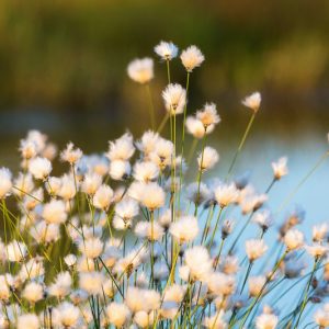Bog Garden Plants, Bog Plants, Bog Grasses, Sweet Flag, Bushy Bluestem, Blue-Joint Grass, Sedges, Papyrus, Horsetail, Rushes, Ribbon Grass