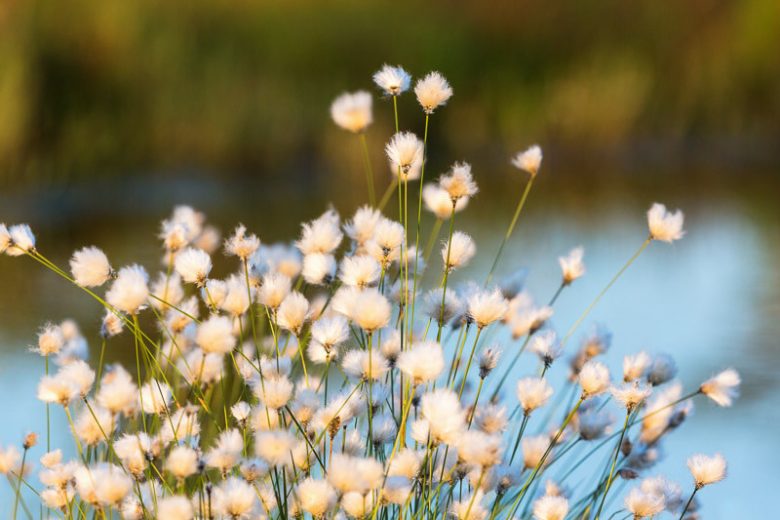 Bog Garden Plants, Bog Plants, Bog Grasses, Sweet Flag, Bushy Bluestem, Blue-Joint Grass, Sedges, Papyrus, Horsetail, Rushes, Ribbon Grass