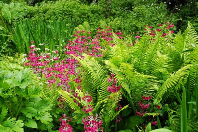 Bog Garden Plants, Bog Plants, Bog Ferns, Chain Fern, Cinnamon Fern, Eastern Marsh Fern, Interrupted Fern, Lady Fern, Ostrich Fern,  Royal Fern, Sensitive Fern, Southern Wood Fern