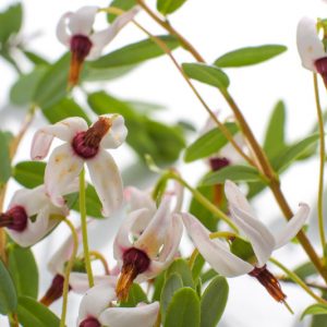 Bog Garden Plants, Bog Plants, Bog Shrubs,  Button Bush, Cranberry, Dog Hobble, Great Laurel, Highbush Blueberry, Leatherleaf, Scarlet Willow, Sheep Laurel, Swamp Rose,  Tatarian Dogwood, Winterberry