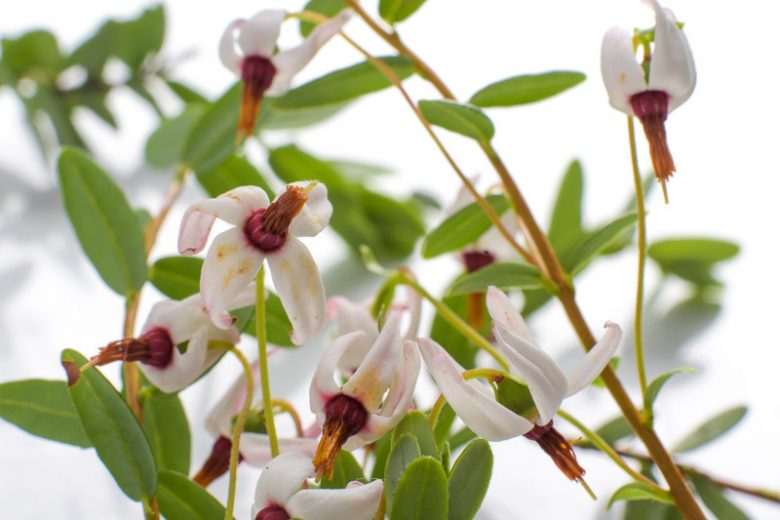Bog Garden Plants, Bog Plants, Bog Shrubs,  Button Bush, Cranberry, Dog Hobble, Great Laurel, Highbush Blueberry, Leatherleaf, Scarlet Willow, Sheep Laurel, Swamp Rose,  Tatarian Dogwood, Winterberry