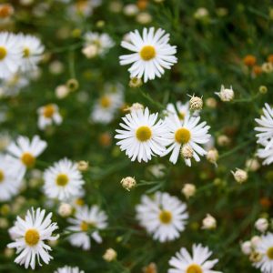 Boltonia asteroides, Boltonia, White Doll's Daisy, False Chamomile, False Aster, Thousand-Flowered Aster