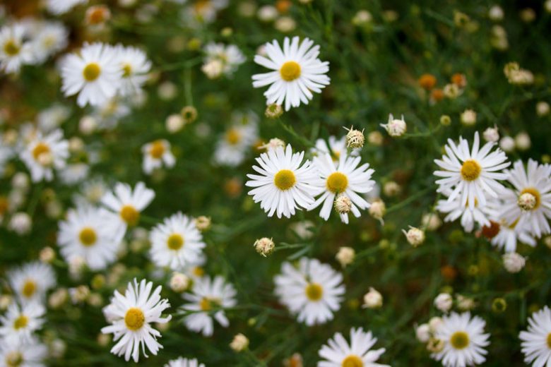 Boltonia asteroides, Boltonia, White Doll's Daisy, False Chamomile, False Aster, Thousand-Flowered Aster