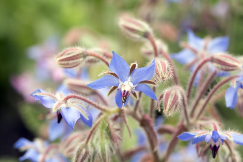 Borago Officinalis,  Borage, Cool Tankard, Talewort, Tailwort, Blue flowers