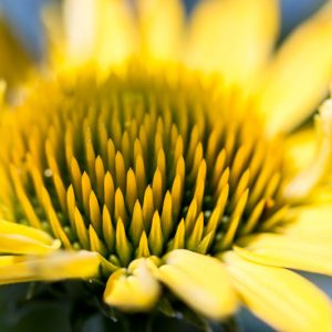 Borrichia frutescens, Bushy Seaside Tansy, Ox-Eye Daisy, Sea Daisy, Sea Ox-Eye, Mediterranean shrubs, Evergreen Shrubs, Yellow flowers, drought tolerant flowers