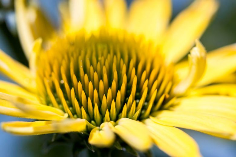 Borrichia frutescens, Bushy Seaside Tansy, Ox-Eye Daisy, Sea Daisy, Sea Ox-Eye, Mediterranean shrubs, Evergreen Shrubs, Yellow flowers, drought tolerant flowers
