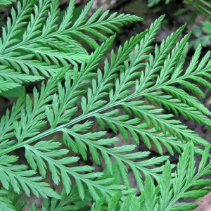 Botrychium virginianum,  Rattlesnake Fern, Botrychium virginianum ssp. europaeum, Botrychium virginianum var. europaeum, Botrypus virginianus, plants for shade, Deciduous Fern, Shade Perennial