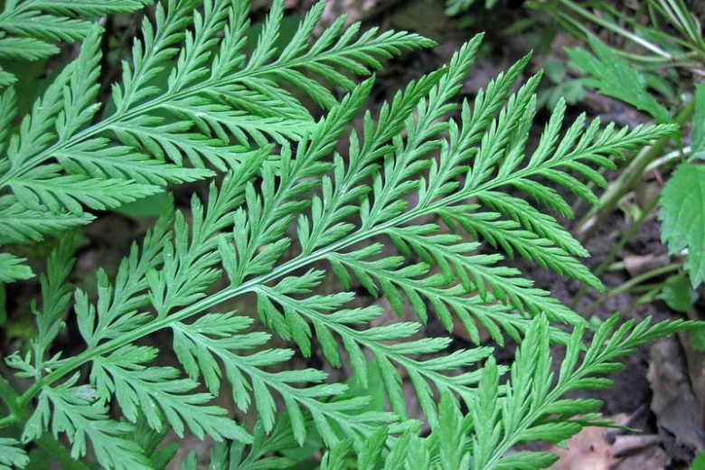 Botrychium virginianum,  Rattlesnake Fern, Botrychium virginianum ssp. europaeum, Botrychium virginianum var. europaeum, Botrypus virginianus, plants for shade, Deciduous Fern, Shade Perennial