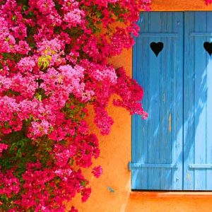 Bougainvillea, Bougainvillea Plant, Bougainvillea Care, Bougainvillea Plants, Indoor Plants, Houseplants