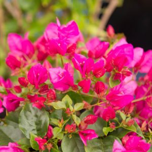 Bougainvillea La Jolla, La Jolla Bougainvillea, Pink Bougainvillea, Evergreen Shrub, Red Bougainvillea