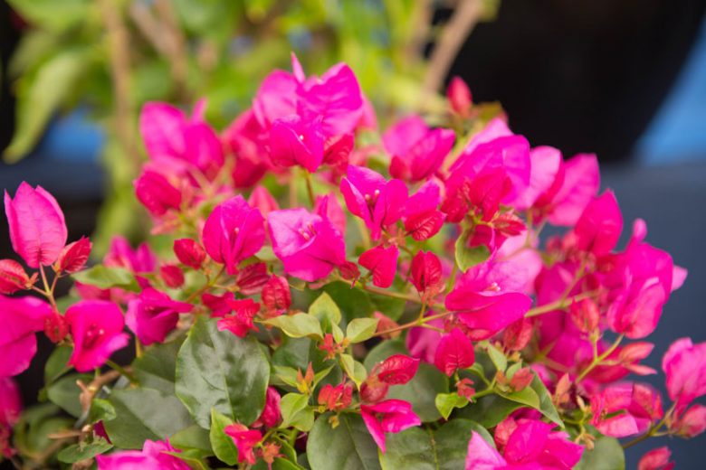 Bougainvillea La Jolla, La Jolla Bougainvillea, Pink Bougainvillea, Evergreen Shrub, Red Bougainvillea