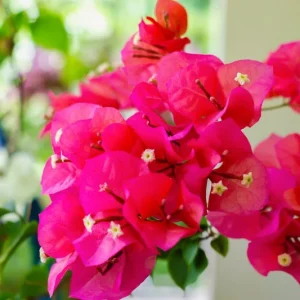 Bougainvillea Oo-la-la,  Oo-la-la Bougainvillea, Bougainvillea × buttiana 'Monka', Bougainvillea 'Monka', Red Bougainvillea, Dwarf Bougainvillea, Evergreen Shrub