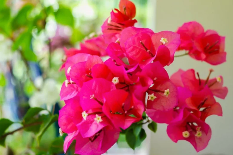 Bougainvillea Oo-la-la,  Oo-la-la Bougainvillea, Bougainvillea × buttiana 'Monka', Bougainvillea 'Monka', Red Bougainvillea, Dwarf Bougainvillea, Evergreen Shrub