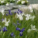 Iris Hollandica, Dutch Iris, Late spring blooms, Early summer blooms, Iris Professor Blaauw, Iris Casablanca,Blue Iris, Purple Iris, White Iris