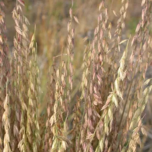 Bouteloua curtipendula, Side Oats Grass, Side Oats Grama, Sideoats Grama, Banderilla, Banderita, Navajita, Ornamental Grass, Perennial grass, Drought tolerant grass