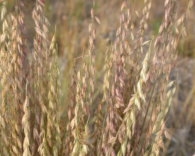 Bouteloua curtipendula, Side Oats Grass, Side Oats Grama, Sideoats Grama, Banderilla, Banderita, Navajita, Ornamental Grass, Perennial grass, Drought tolerant grass