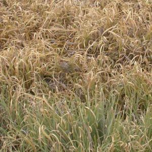 Bouteloua dactyloides, Buffalograss, Buffalo Grass, Buchloe dactyloides, Bulbilis dactyloides, Sesleria dactyloides, Perennial grass, Drought tolerant grass