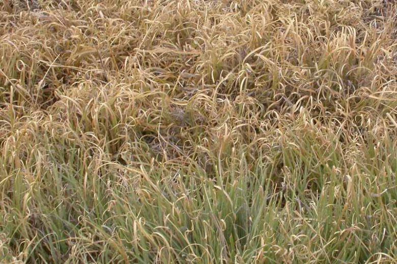 Bouteloua dactyloides, Buffalograss, Buffalo Grass, Buchloe dactyloides, Bulbilis dactyloides, Sesleria dactyloides, Perennial grass, Drought tolerant grass