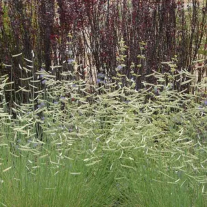 Bouteloua gracilis, Blue Grama, Blue Grama Grass, Mosquito Grass, Ornamental Grass, Perennial grass, Drought tolerant grass