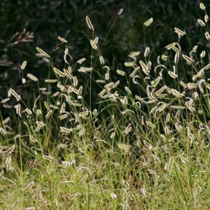 Bouteloua hirsuta, Hairy Grama, Ornamental Grass, Perennial grass, Drought tolerant grass