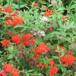 Bouvardia ternifolia, Scarlet Bouvardia, Firecracker Bush, Trompetilla, Clavillo, Trumpet Flower, Scarlet Hummingbird Flower, Red Flowers