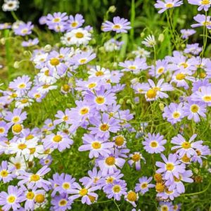 Swan River Daisy, Swan River Daisies, Daisy, Daisies, Brachyscome iberidifolia, Austalia Native Plant