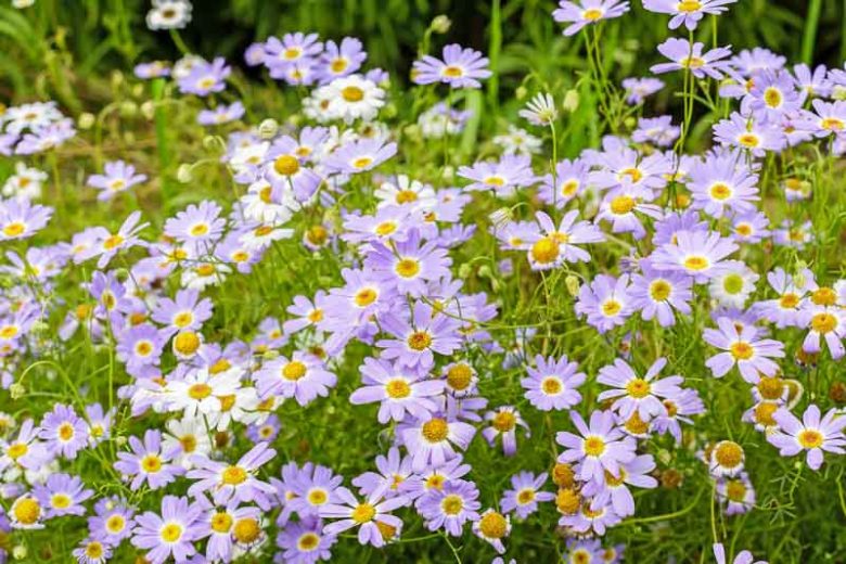 Swan River Daisy, Swan River Daisies, Daisy, Daisies, Brachyscome iberidifolia, Austalia Native Plant