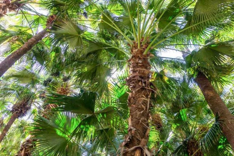 Brahea edulis, Guadalupe Palm, Palma de Guadalupe, Drought tolerant tree, Tropical Plant, Palm Tree, Blue Palm Tree, Blue Palms