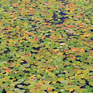 Brasenia schreberi, Watershield, Pink Flowers, Pond Plants, Water Garden Flowers, Aquatic Plants, Aquatic Flowers