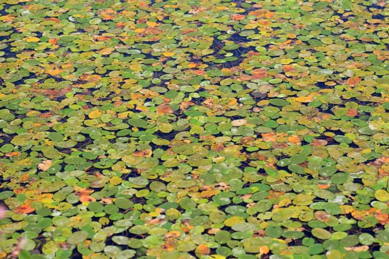 Brasenia schreberi, Watershield, Pink Flowers, Pond Plants, Water Garden Flowers, Aquatic Plants, Aquatic Flowers