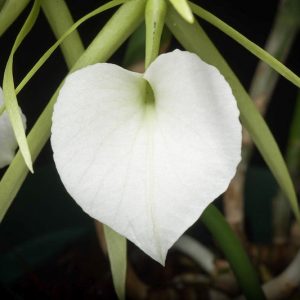 Brassavola nodosa, Lady of the Night, Bletia nodosa, Bletia rhopalorrhachis, Brassavola grandiflora, Cymbidium nodosum, White Orchids, Fragrant Orchids, Easy Orchids, Easy to Grow Orchids