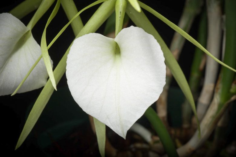 Brassavola nodosa, Lady of the Night, Bletia nodosa, Bletia rhopalorrhachis, Brassavola grandiflora, Cymbidium nodosum, White Orchids, Fragrant Orchids, Easy Orchids, Easy to Grow Orchids