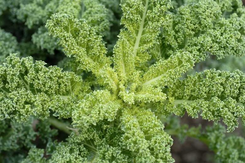 Kale, Curly Kale, Lacinato Kale, Tuscan Kale, Dinosaur Kale, Black Kale, Red Russian Kale, Redbor Kale, Siberian Kale, Ornamental Kale
