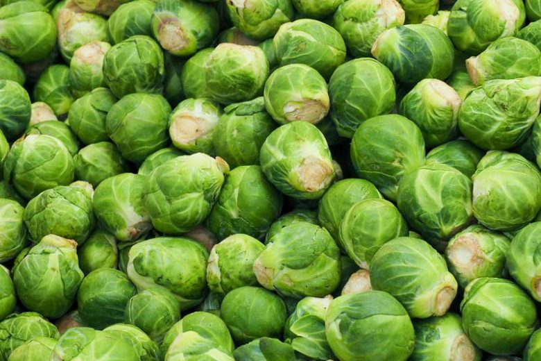 Brassica oleracea Gemmifera, Brussels Sprouts,  Brassica oleracea var. gemmifera