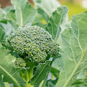Brassica oleracea Italica, Broccoli,  Sprouting Broccoli, Calabrese Broccoli, Chinese Broccoli, Romanesco Broccoli, Brassica oleracea var. italica